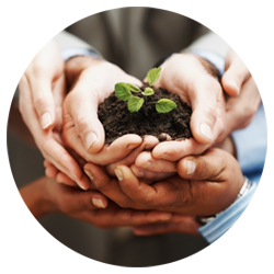 Hands nurturing a young plant